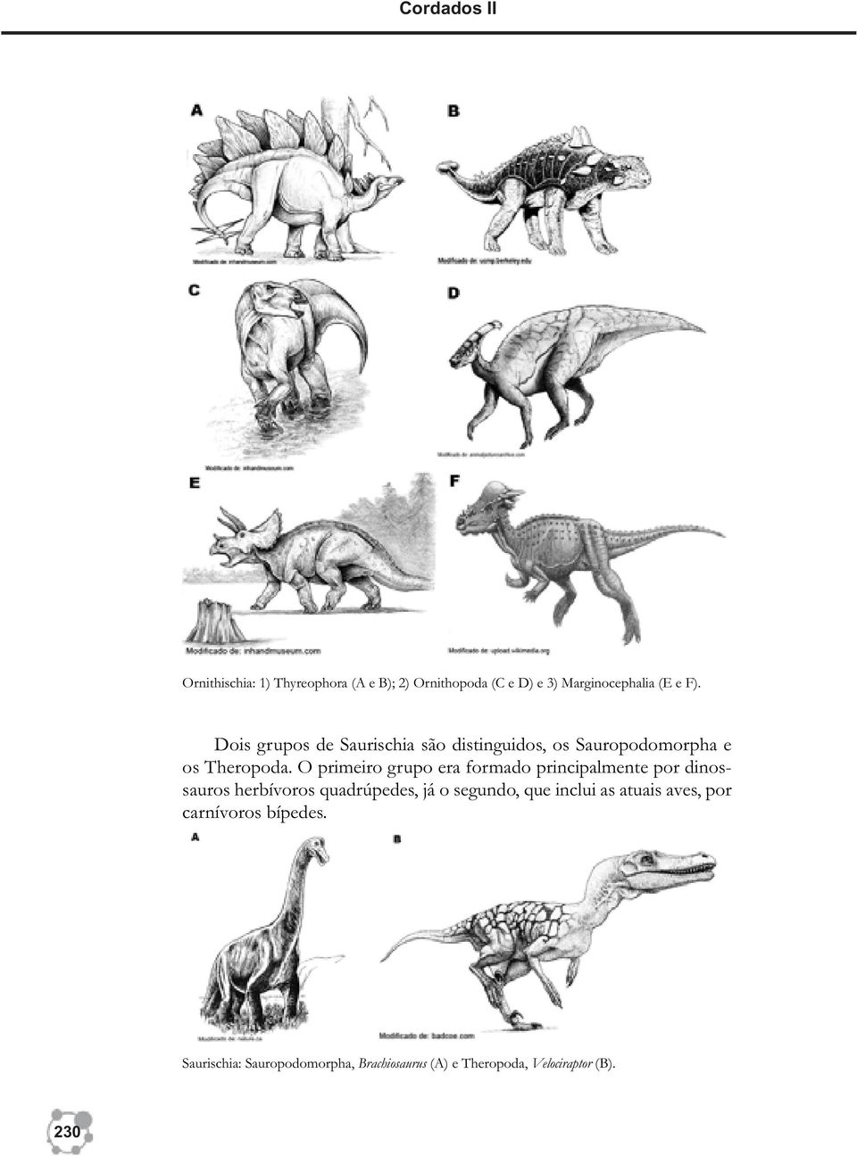 O primeiro grupo era formado principalmente por dinossauros herbívoros quadrúpedes, já o segundo, que