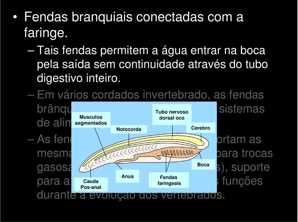 Em vários cordados invertebrado, as fendas brânquias faringeais operam Tubo nervosocomo sistemas Musculos dorsal oco de alimentação por