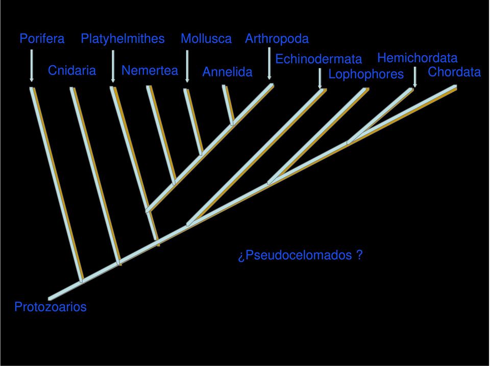 Arthropoda Echinodermata