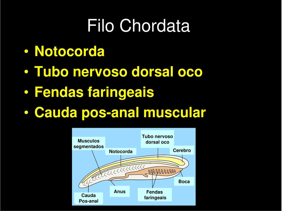 Musculos segmentados Notocorda Tubo nervoso
