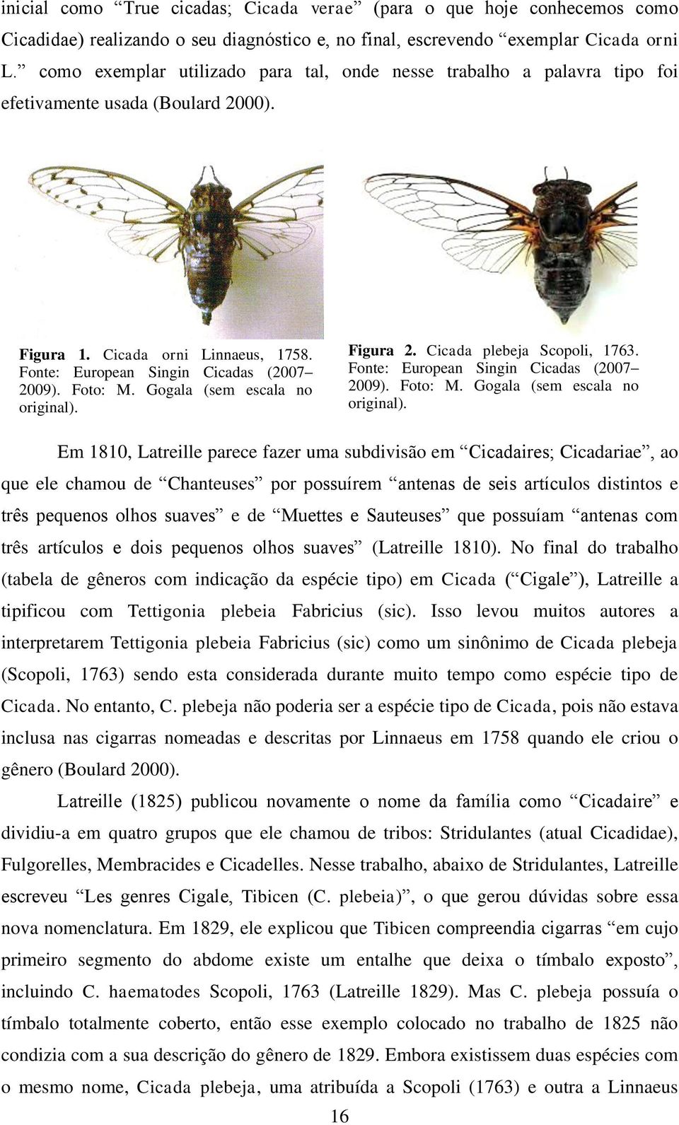Gogala (sem escala no original). Figura 2. Cicada plebeja Scopoli, 1763. Fonte: European Singin Cicadas (2007 2009). Foto: M. Gogala (sem escala no original).