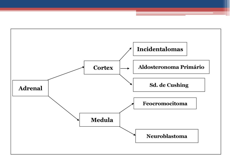 Adrenal Sd.