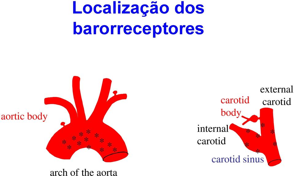 * *** * carotid * * * * * * * carotid