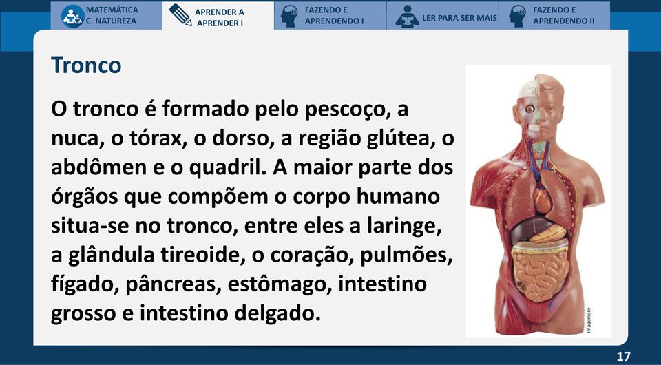 A maior parte dos órgãos que compõem o corpo humano situa-se no tronco, entre eles a