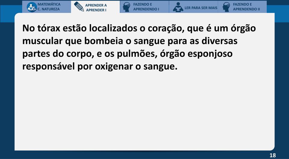 muscular que bombeia o sangue para as diversas partes do