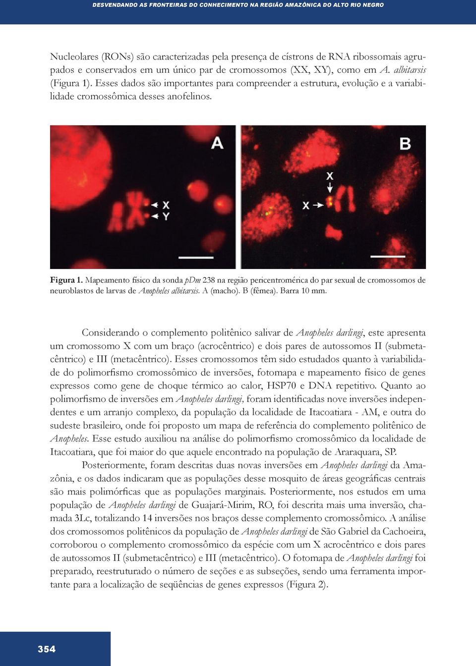 Mapeamento físico da sonda pdm 238 na região pericentromérica do par sexual de cromossomos de neuroblastos de larvas de Anopheles albitarsis. A (macho). B (fêmea). Barra 10 mm.