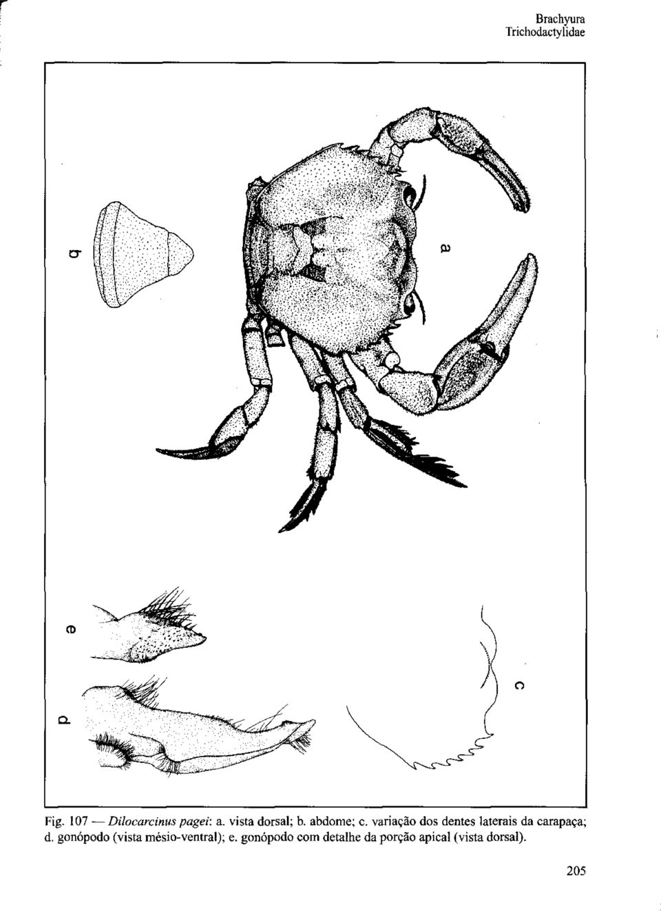 variação dos dentes laterais da carapaça; d.
