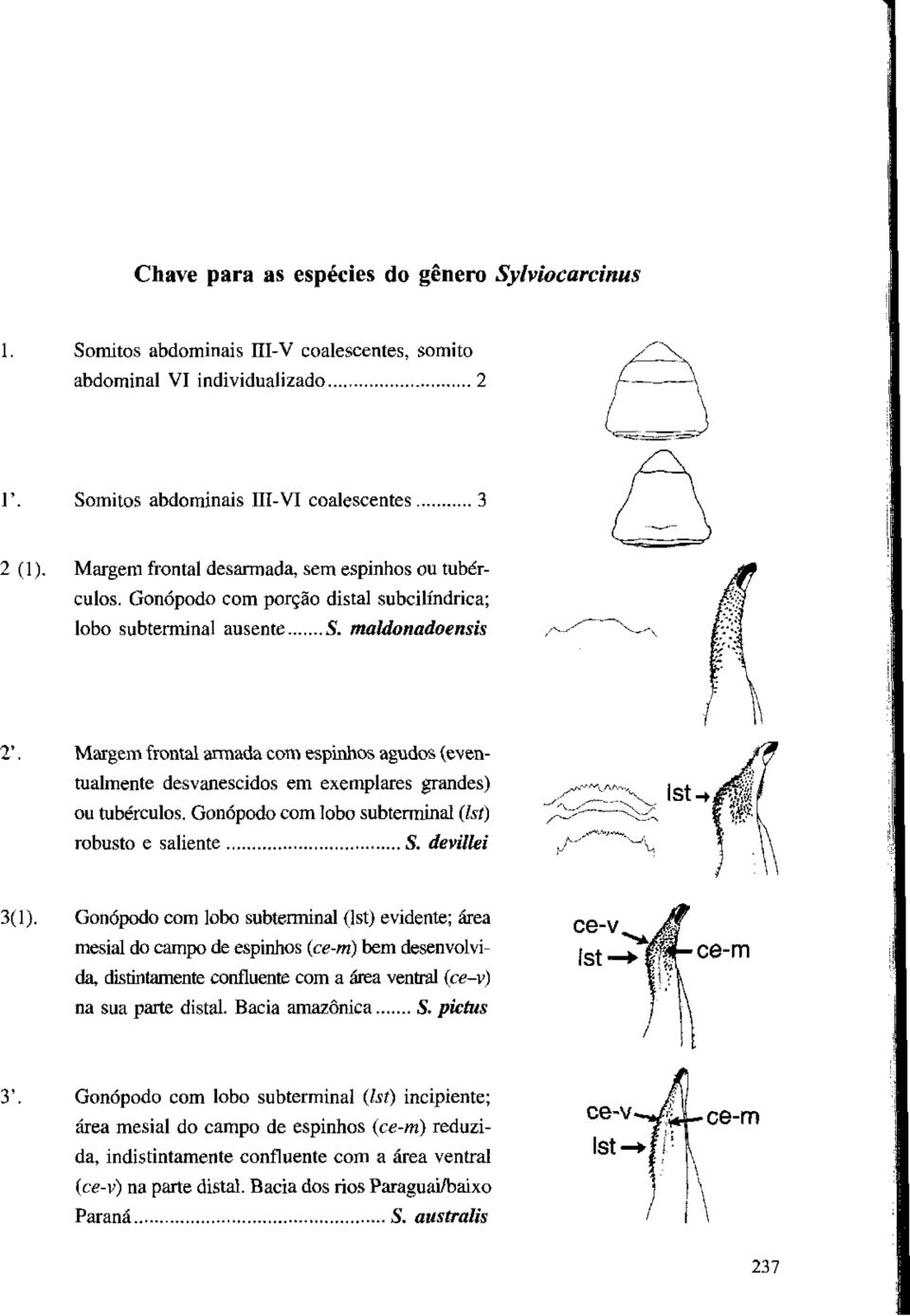 Gonópodo com porção distai subcilíndrica; lobo subterminal ausente S. maldonadoensis s^.