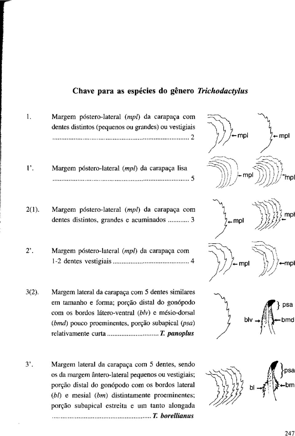 carapaça com 1-2 dentes vestigiais 4 /-mpl Margem lateral da carapaça com 5 dentes similares em tamanho e forma; porção distai do gonópodo com os bordos látero-ventral (blv) e mésio-dorsal (bmd)