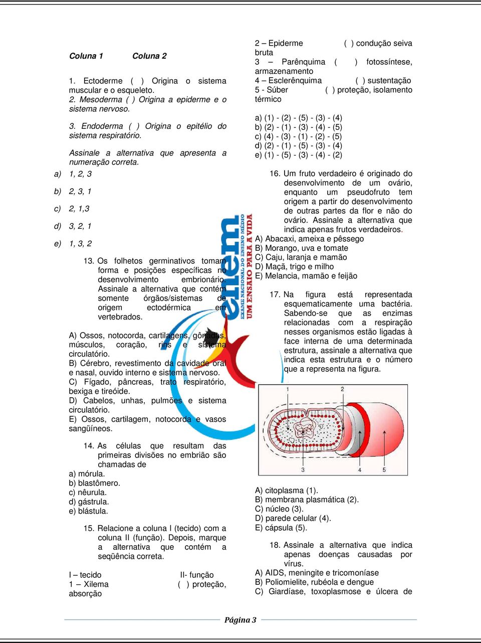 Os folhetos germinativos tomam forma e posições específicas no desenvolvimento embrionário. Assinale a alternativa que contém somente órgãos/sistemas de origem ectodérmica em vertebrados.