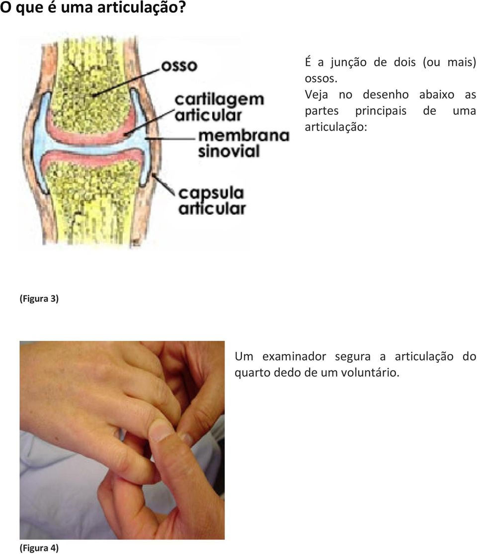 Veja no desenho abaixo as partes principais de uma