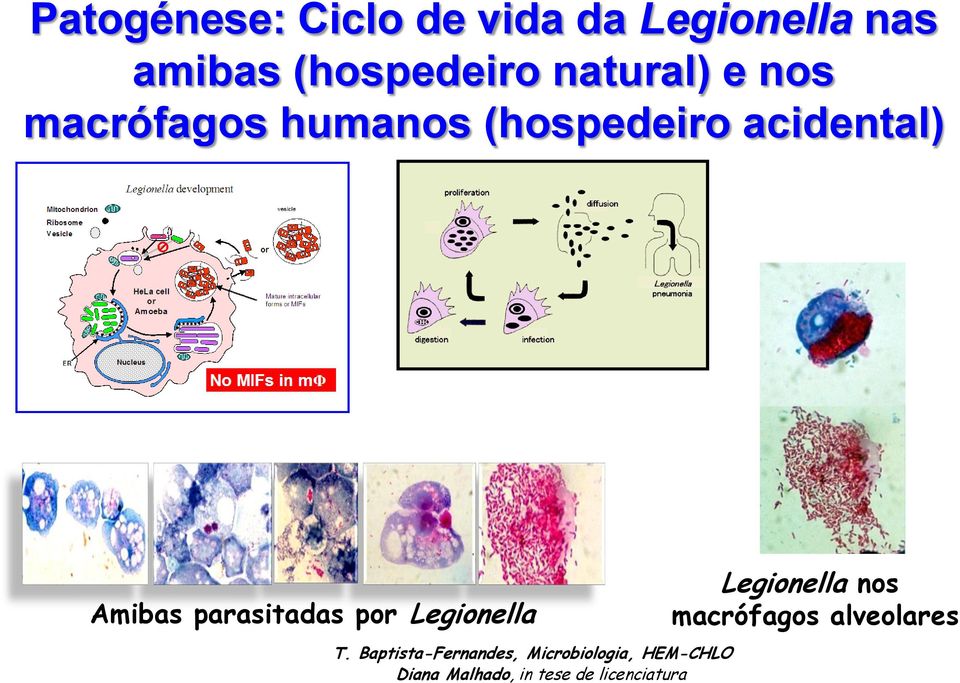 parasitadas por Legionella Legionella nos macrófagos alveolares T.