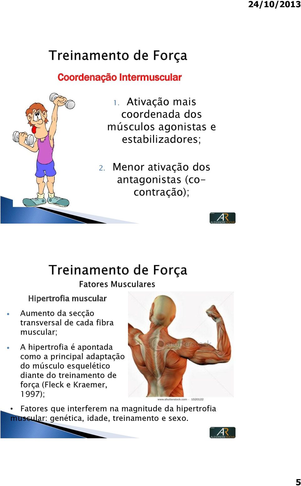 muscular; A hipertrofia é apontada como a principal adaptação do músculo esquelético diante do treinamento de