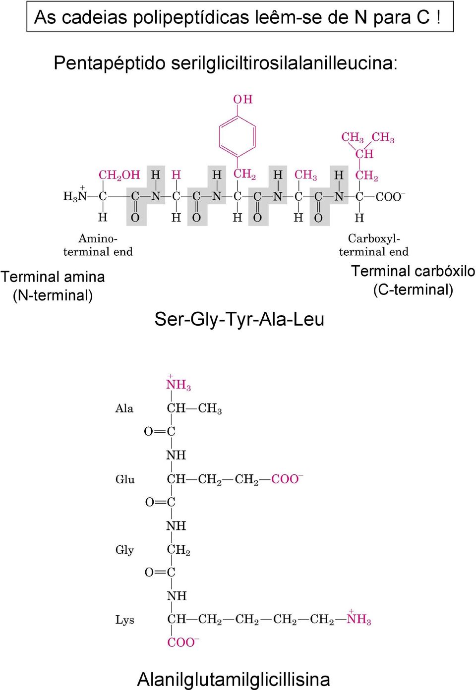 Terminal amina (N-terminal) Ser-Gly-Tyr-Ala-Leu