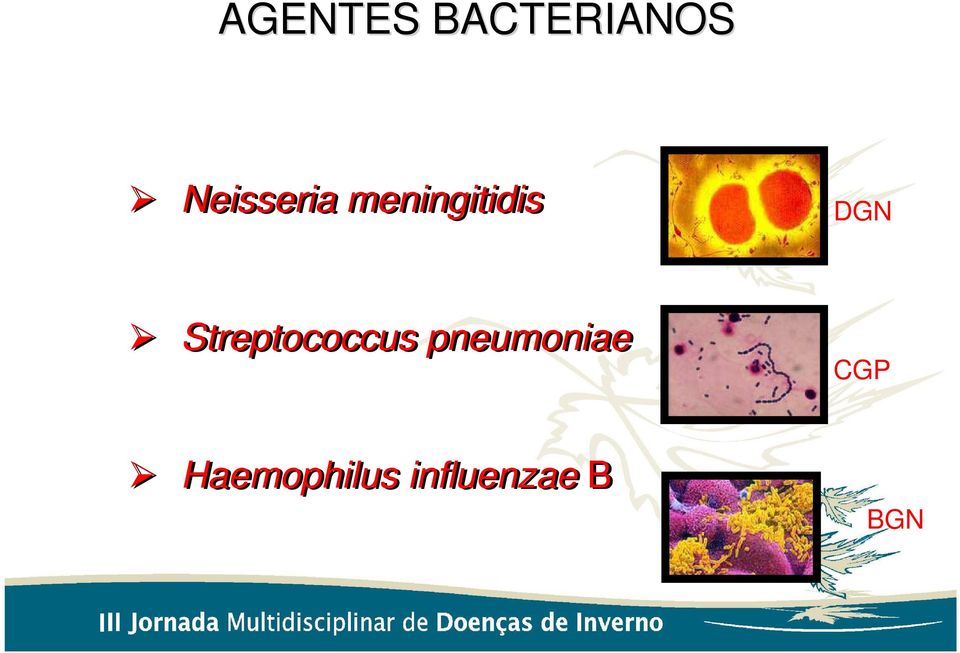 DGN Streptococcus