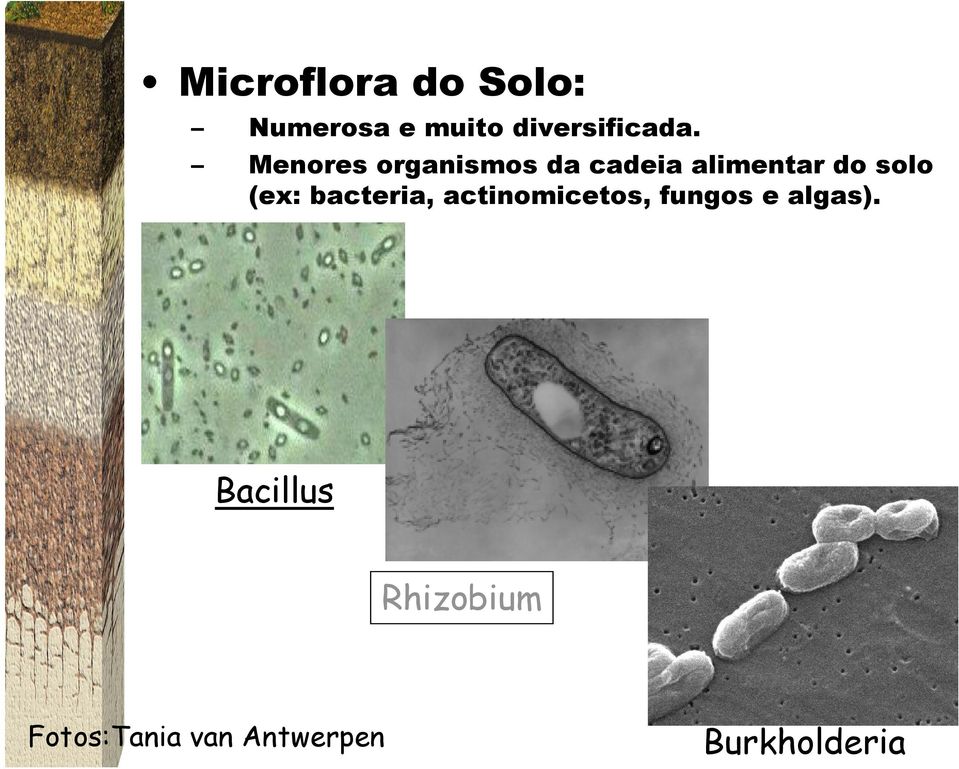 (ex: bacteria, actinomicetos, fungos e algas).