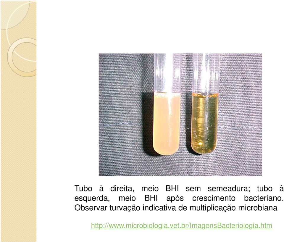 Observar turvação indicativa de multiplicação