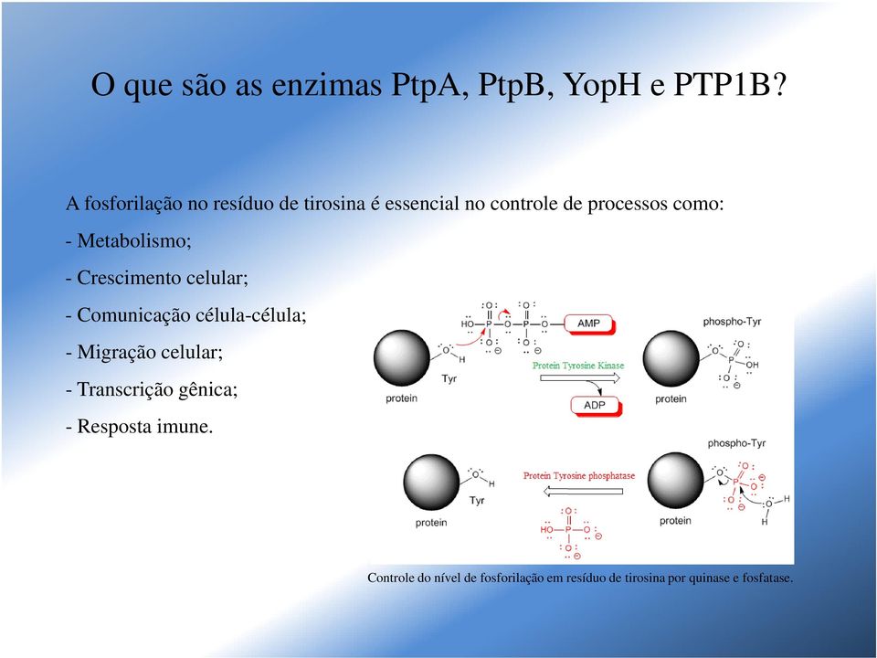 Metabolismo; - Crescimento celular; - Comunicação célula-célula; - Migração