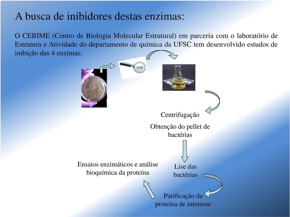 desenvolvido estudos de inibição das 4 enzimas.