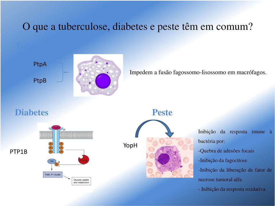 Diabetes Peste PTP1B YopH Inibição da resposta imune à bactéria por: -Quebra de