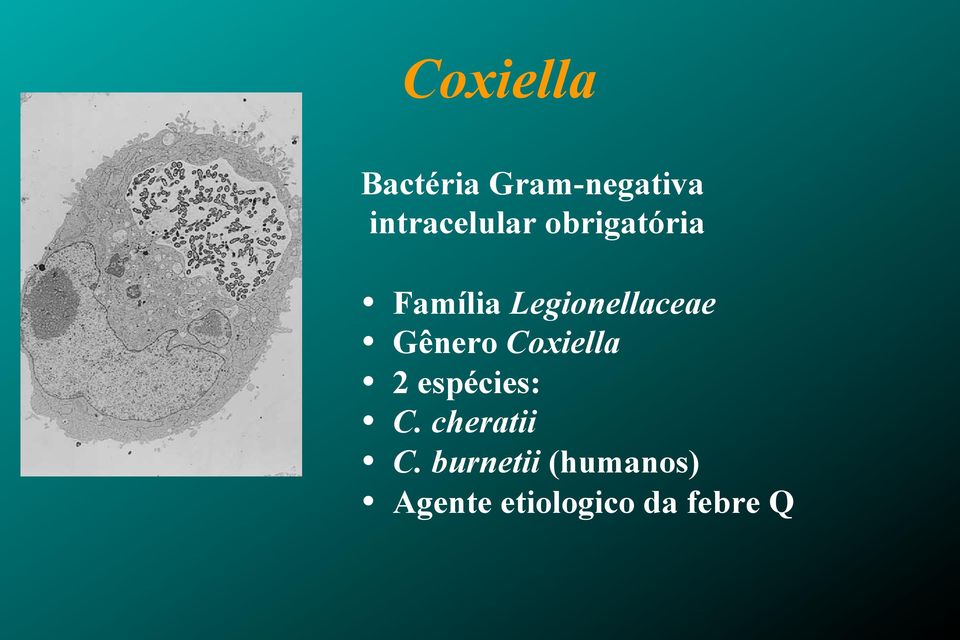 Legionellaceae Gênero Coxiella 2 espécies: