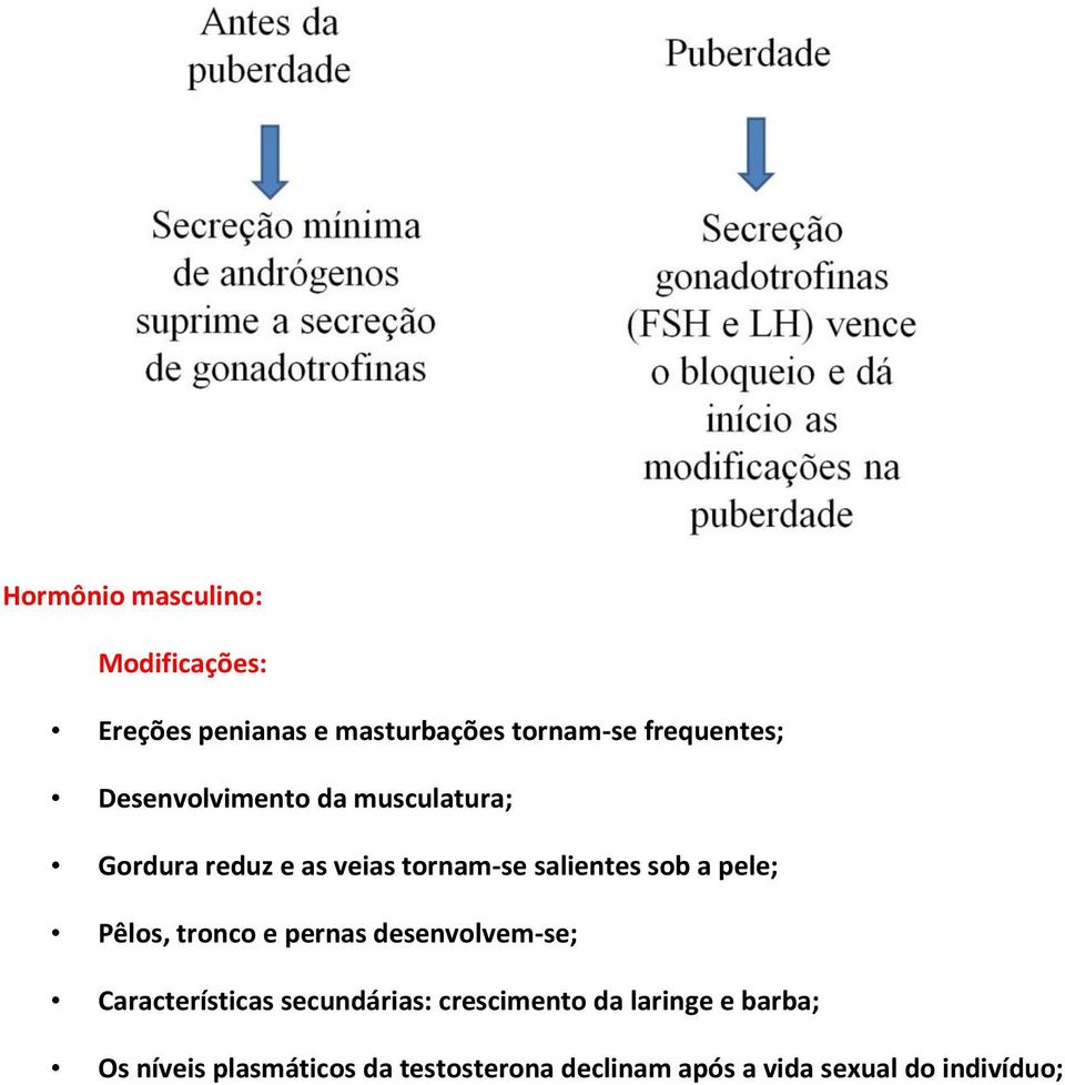 Pêlos, tronco e pernas desenvolvem-se; Características secundárias: crescimento da