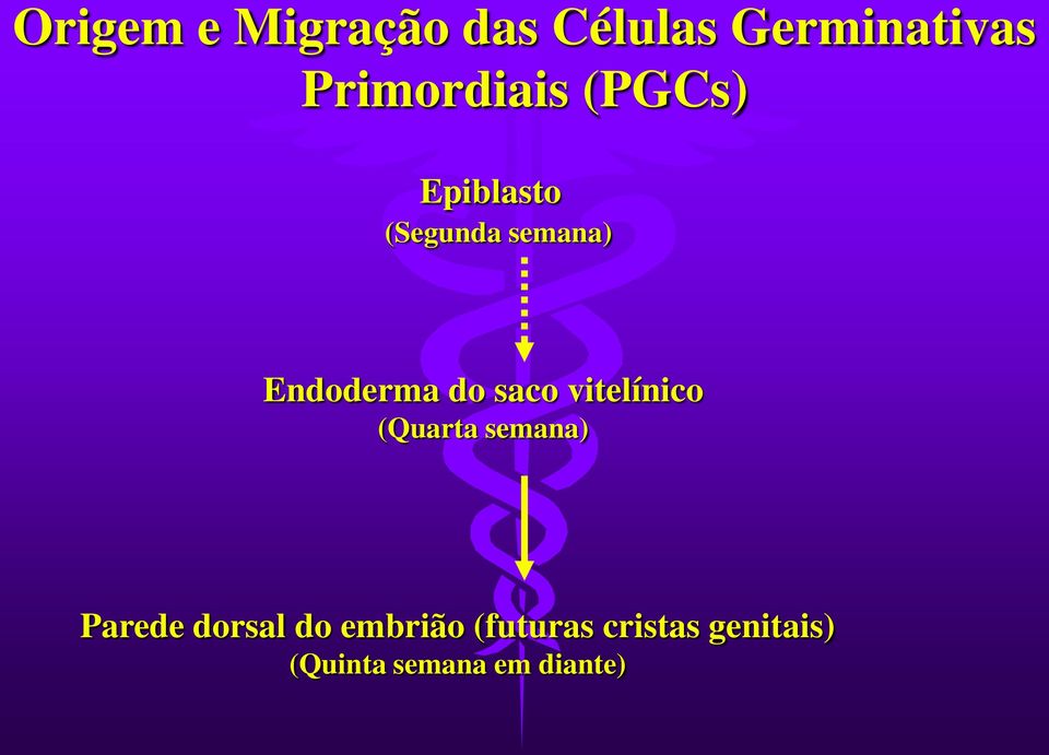 Endoderma do saco vitelínico (Quarta semana) Parede