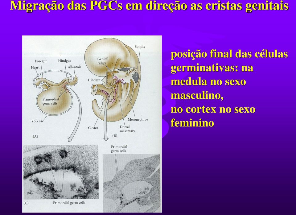 células germinativas: na medula no