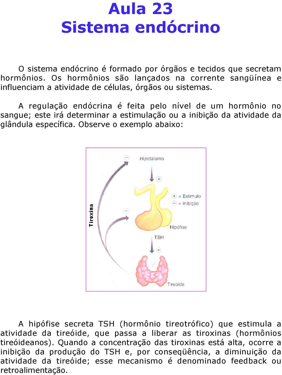 A regulação endócrina é feita pelo nível de um hormônio no sangue; este irá determinar a estimulação ou a inibição da atividade da glândula específica.