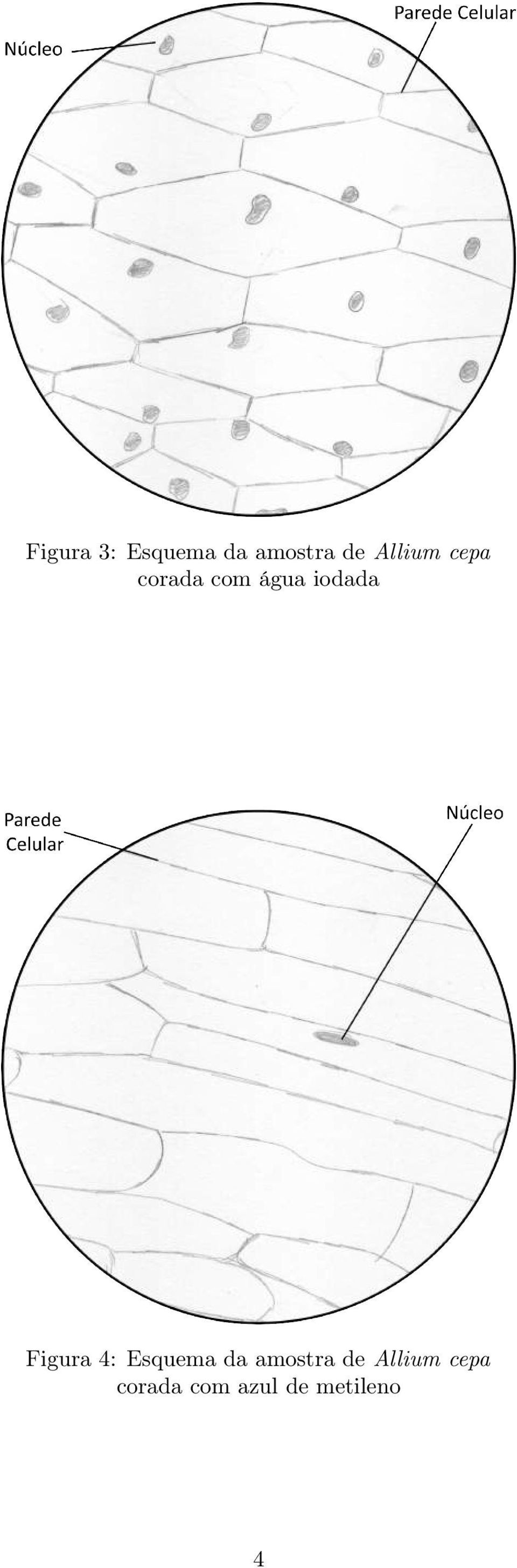 Figura 4: Esquema da amostra de