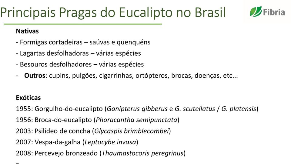 .. Exóticas 1955: Gorgulho-do-eucalipto(Gonipterus gibberus e G. scutellatus/ G.