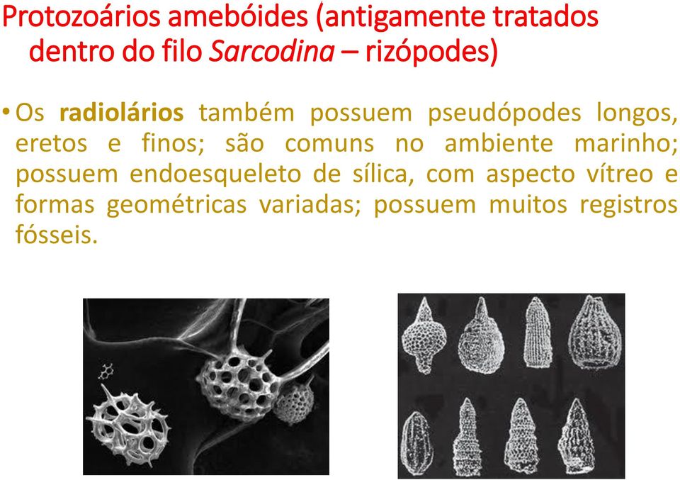 finos; são comuns no ambiente marinho; possuem endoesqueleto de sílica,