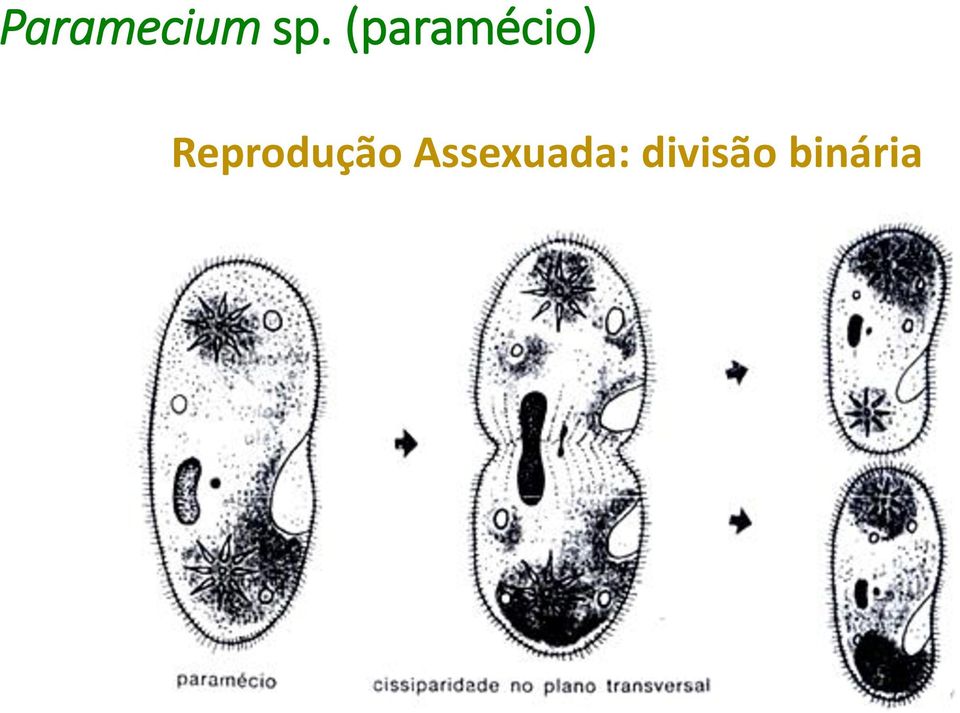 Reprodução