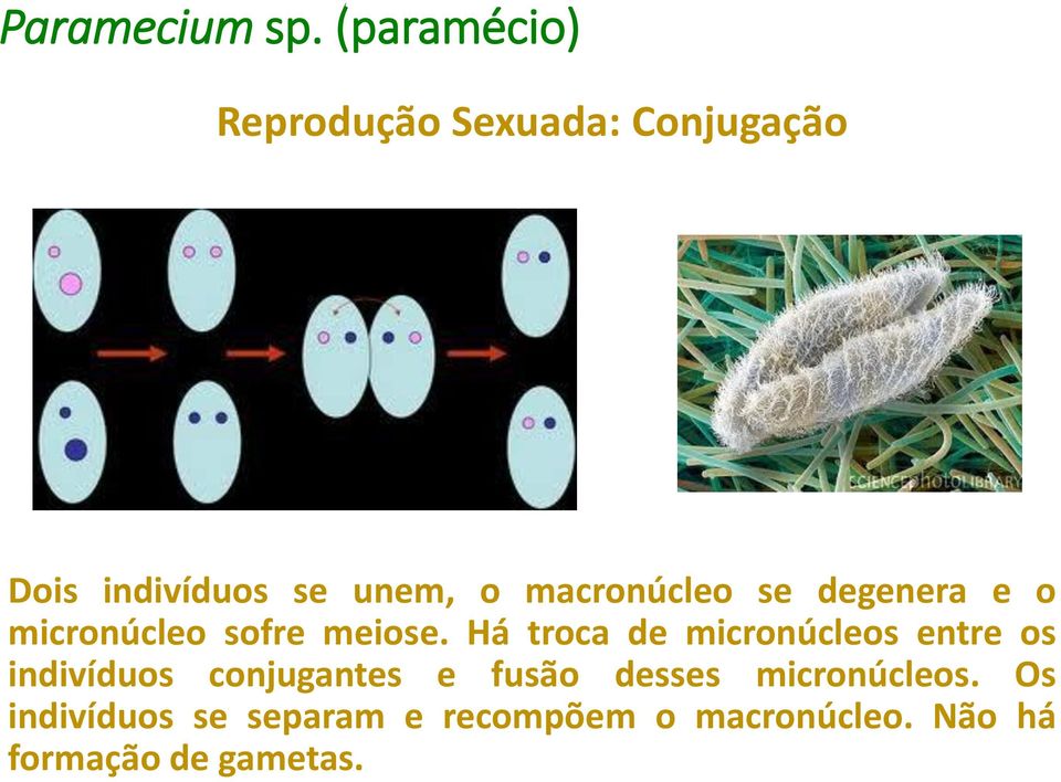 macronúcleo se degenera e o micronúcleo sofre meiose.