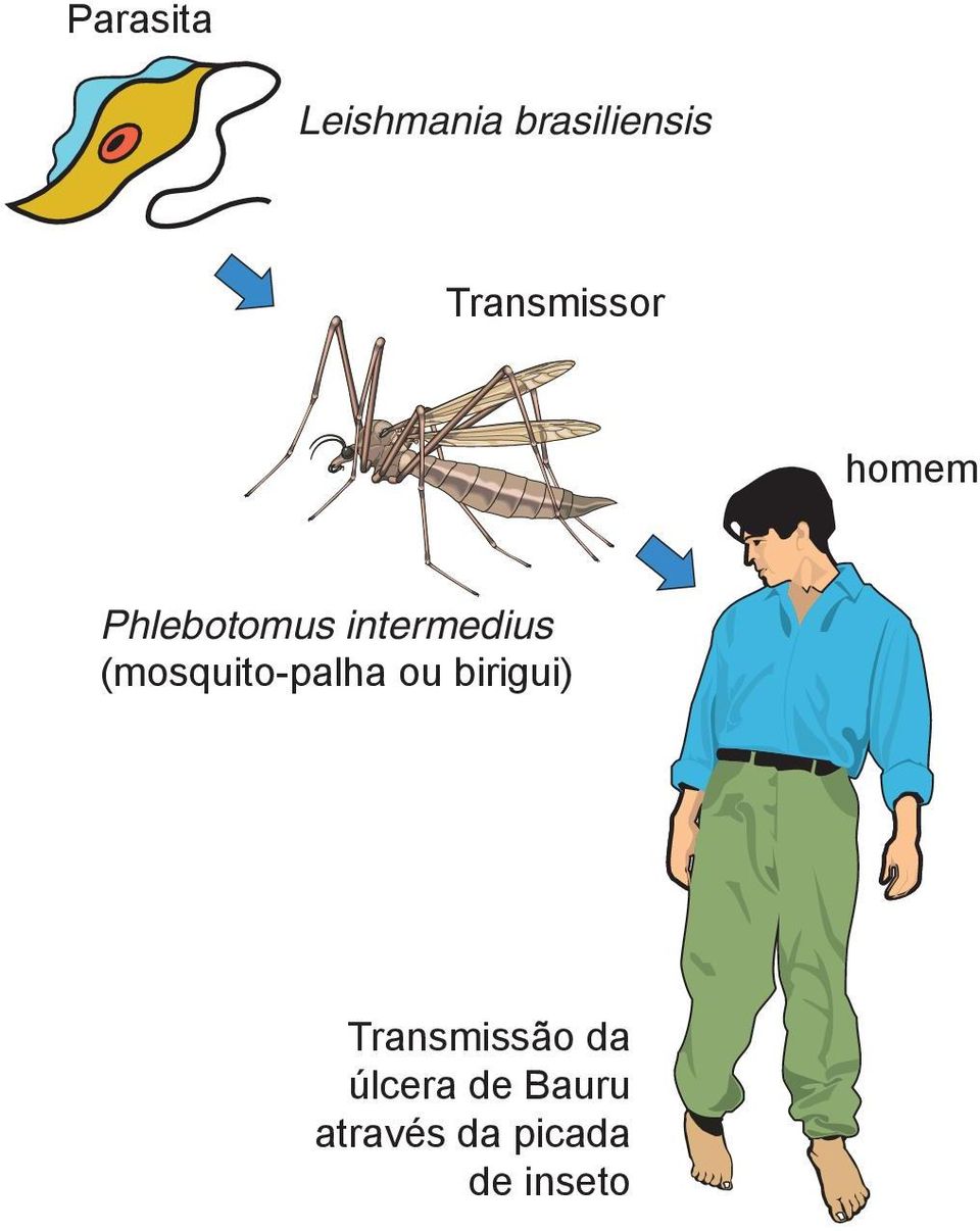 intermedius (mosquito-palha ou birigui)