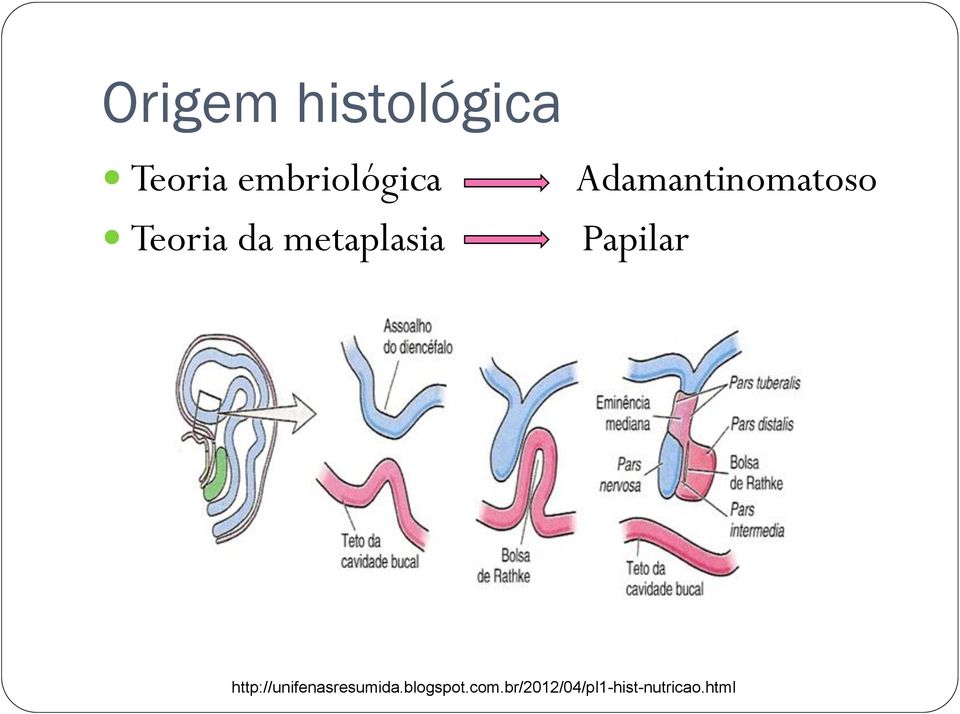 Papilar http://unifenasresumida.