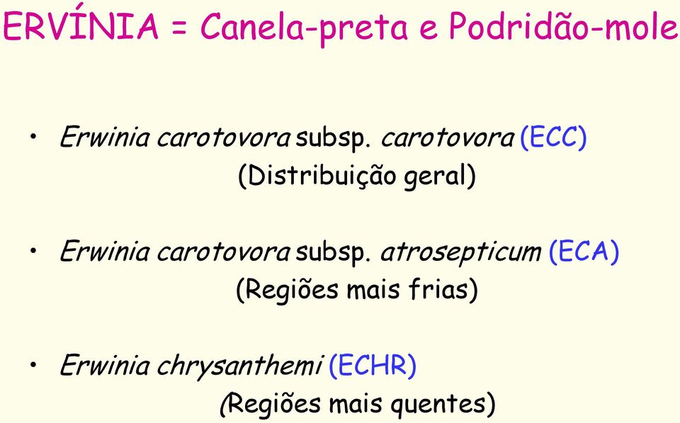 carotovora (ECC) (Distribuição geral) Erwinia 