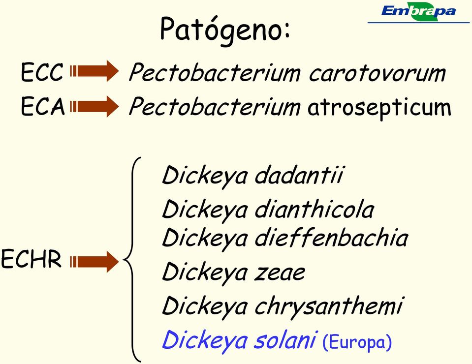 Dickeya dadantii Dickeya dianthicola Dickeya