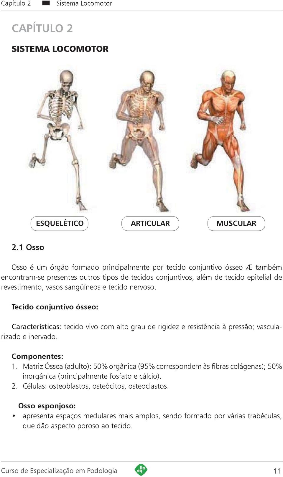 sangüíneos e tecido nervoso. Tecido conjuntivo ósseo: Características: tecido vivo com alto grau de rigidez e resistência à pressão; vascularizado e inervado. Componentes: 1.