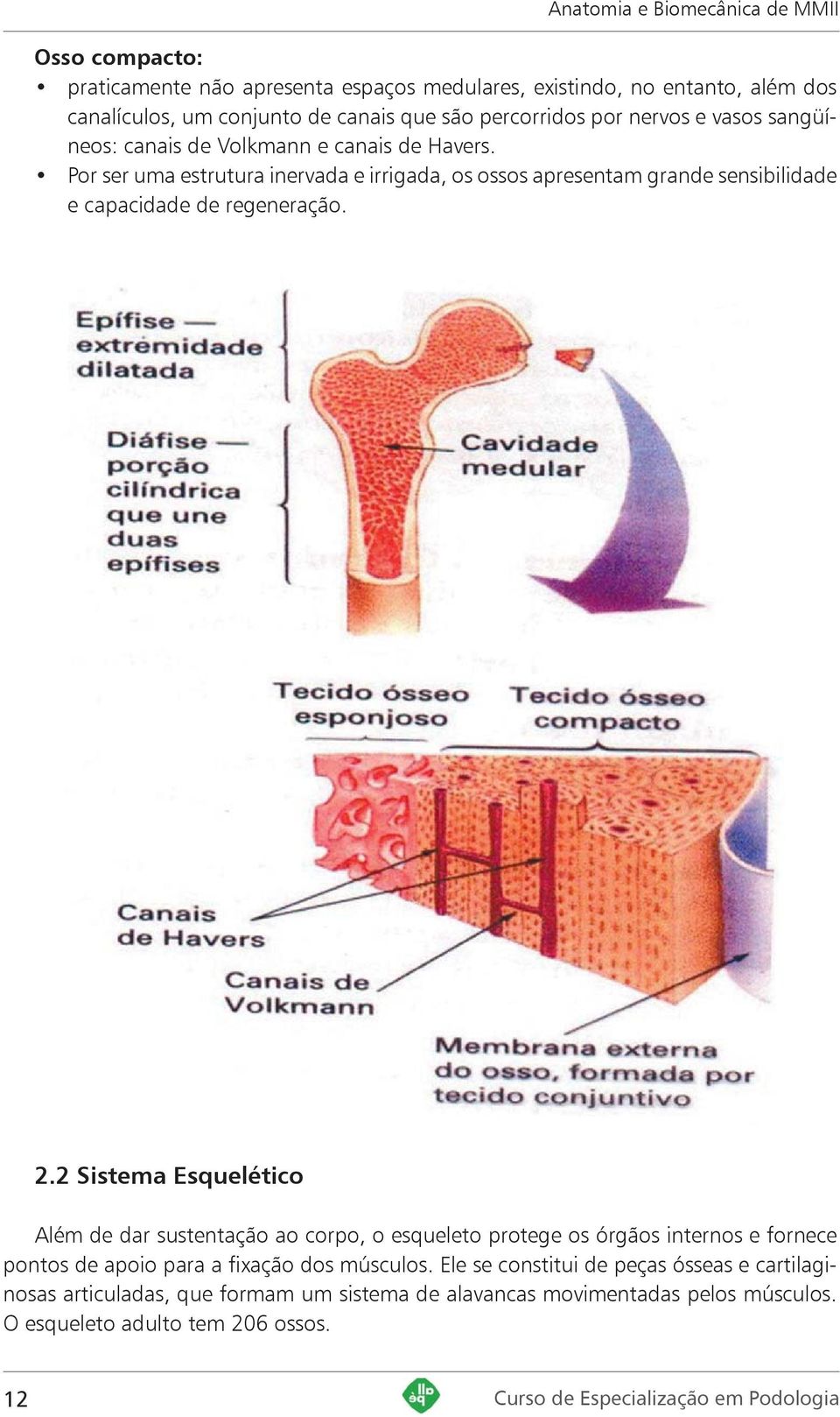 Por ser uma estrutura inervada e irrigada, os ossos apresentam grande sensibilidade e capacidade de regeneração. 2.