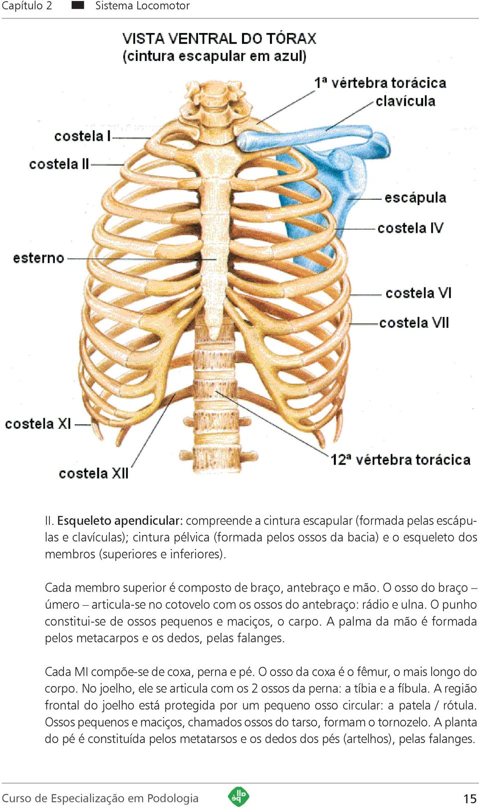 Cada membro superior é composto de braço, antebraço e mão. O osso do braço úmero articula-se no cotovelo com os ossos do antebraço: rádio e ulna.