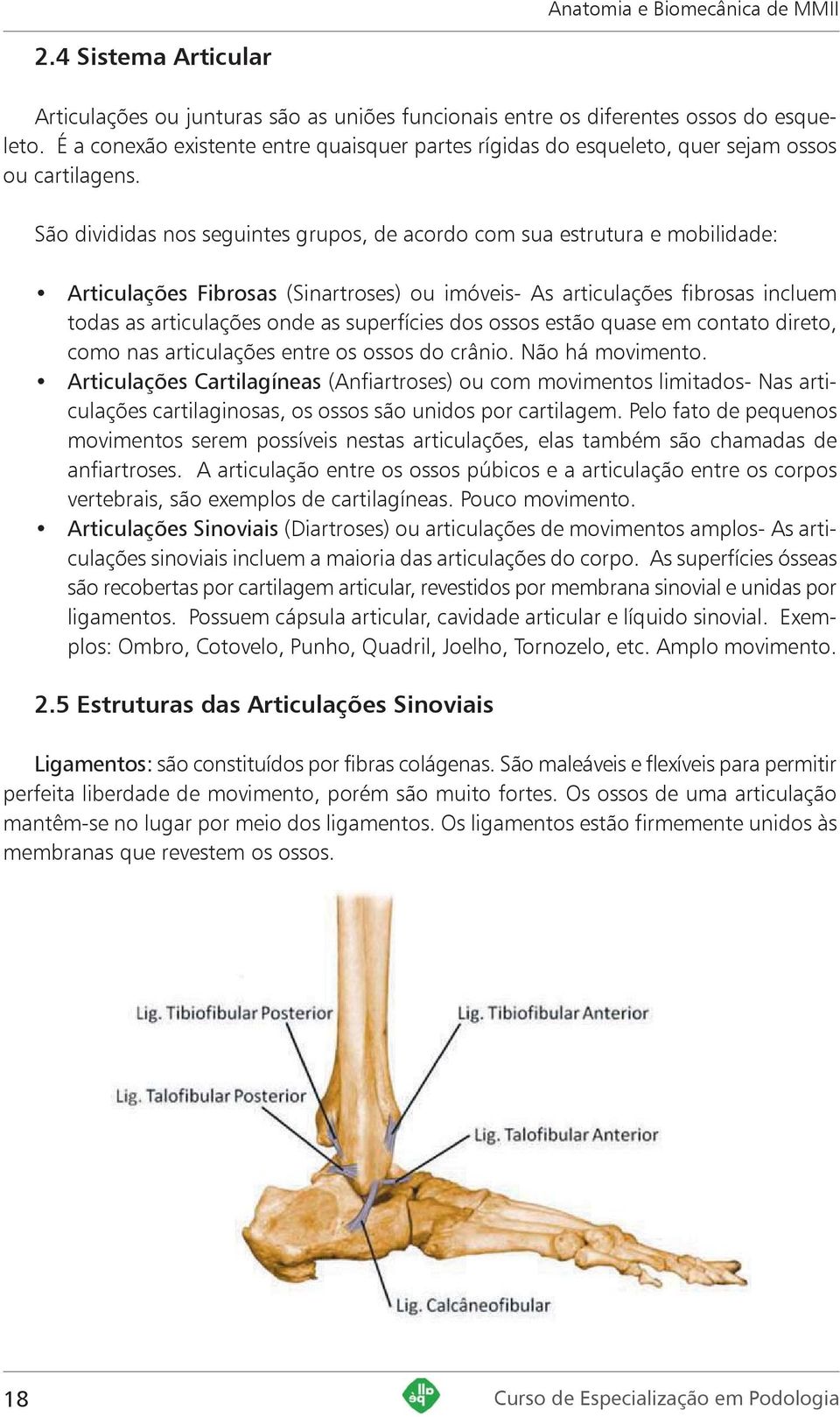 São divididas nos seguintes grupos, de acordo com sua estrutura e mobilidade: Articulações Fibrosas (Sinartroses) ou imóveis- As articulações fibrosas incluem todas as articulações onde as