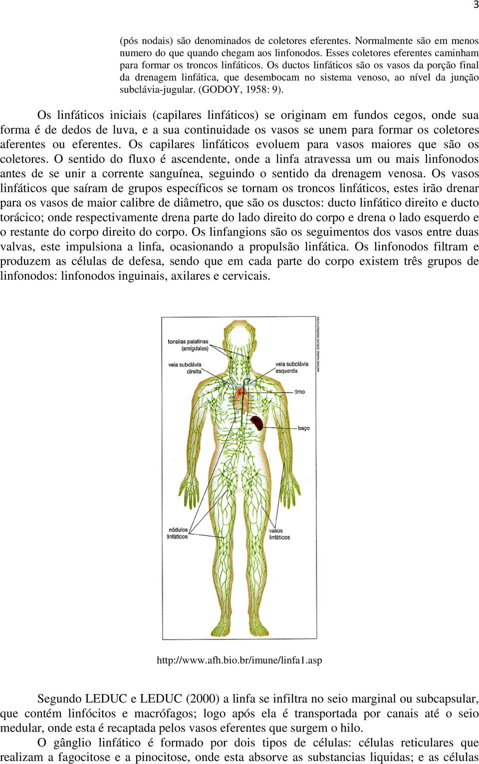 Os linfáticos iniciais (capilares linfáticos) se originam em fundos cegos, onde sua forma é de dedos de luva, e a sua continuidade os vasos se unem para formar os coletores aferentes ou eferentes.