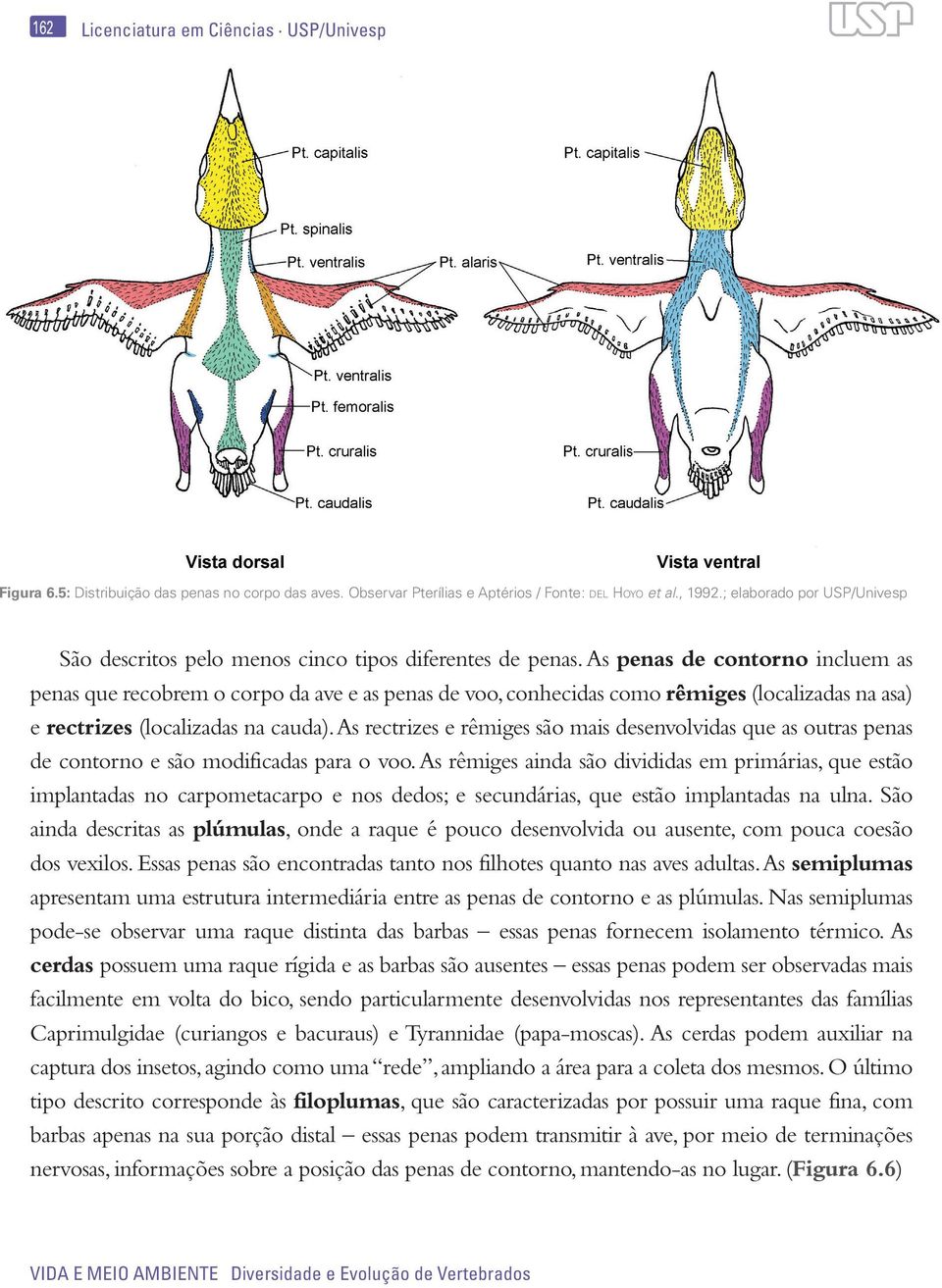 As penas de contorno incluem as penas que recobrem o corpo da ave e as penas de voo, conhecidas como rêmiges (localizadas na asa) e rectrizes (localizadas na cauda).