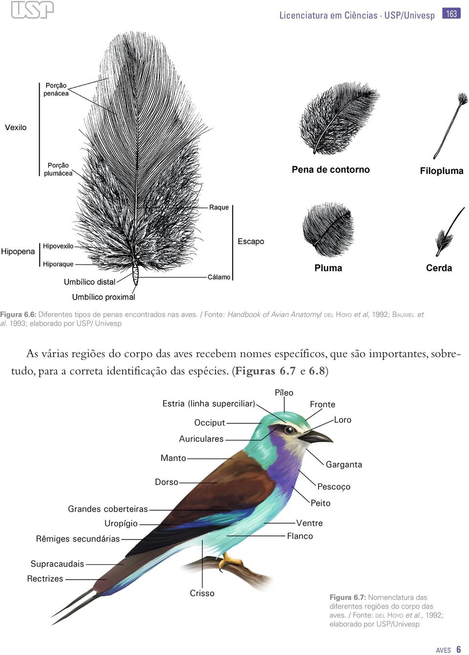 1993; elaborado por USP/ Univesp As várias regiões do corpo das aves recebem nomes específicos, que são importantes,