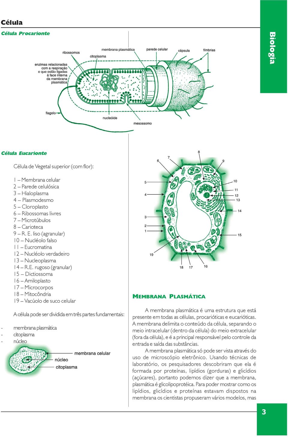 liso (agranular) 10 Nucléolo falso 11 Eu