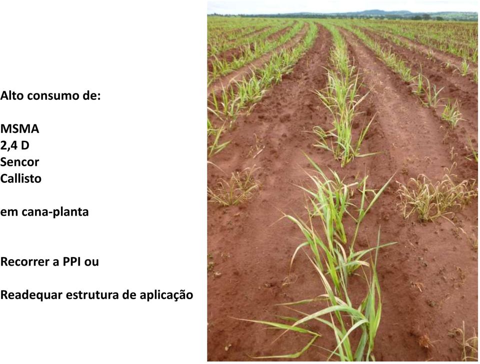 cana-planta Recorrer a PPI