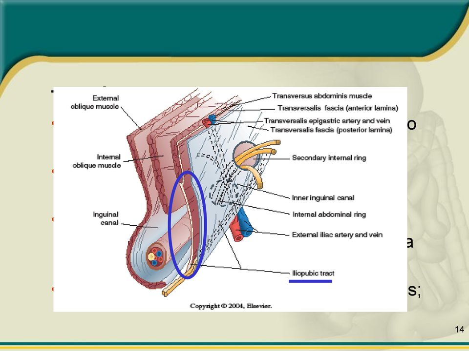 Forma o pilar inferior do anel inguinal profundo; Localizado