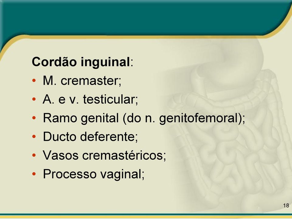 genitofemoral); Ducto deferente;