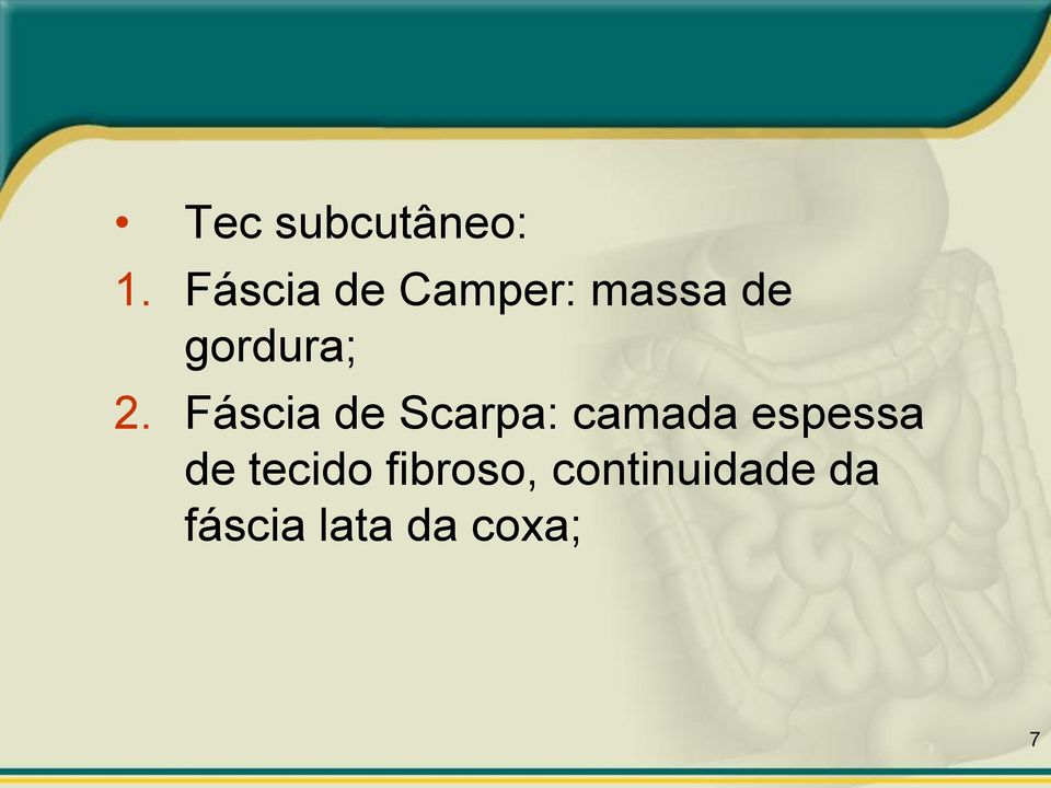 2. Fáscia de Scarpa: camada espessa